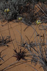 Manulea altissima glabricaulis