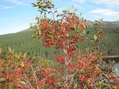 Pterocelastrus rostratus