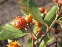 Pterocelastrus rostratus