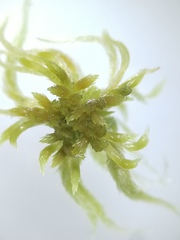 Sphagnum cuspidatum