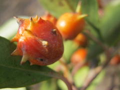 Pterocelastrus rostratus