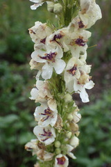 Verbascum