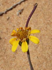 Othonna coronopifolia