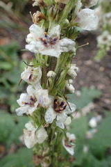 Verbascum