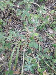 Argyrolobium biebersteinii