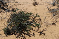 Othonna coronopifolia