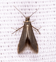 Schreckensteinia erythriella