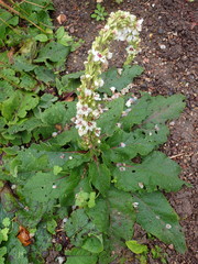 Verbascum