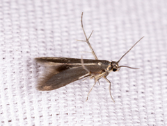 Schreckensteinia erythriella