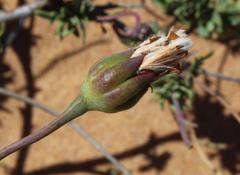 Othonna coronopifolia