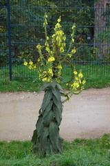 Verbascum