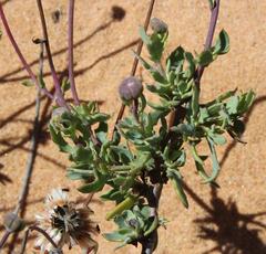 Othonna coronopifolia