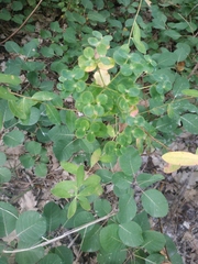 Euphorbia tauricola