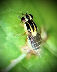 Thaumatomyia glabra
