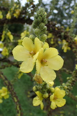 Verbascum