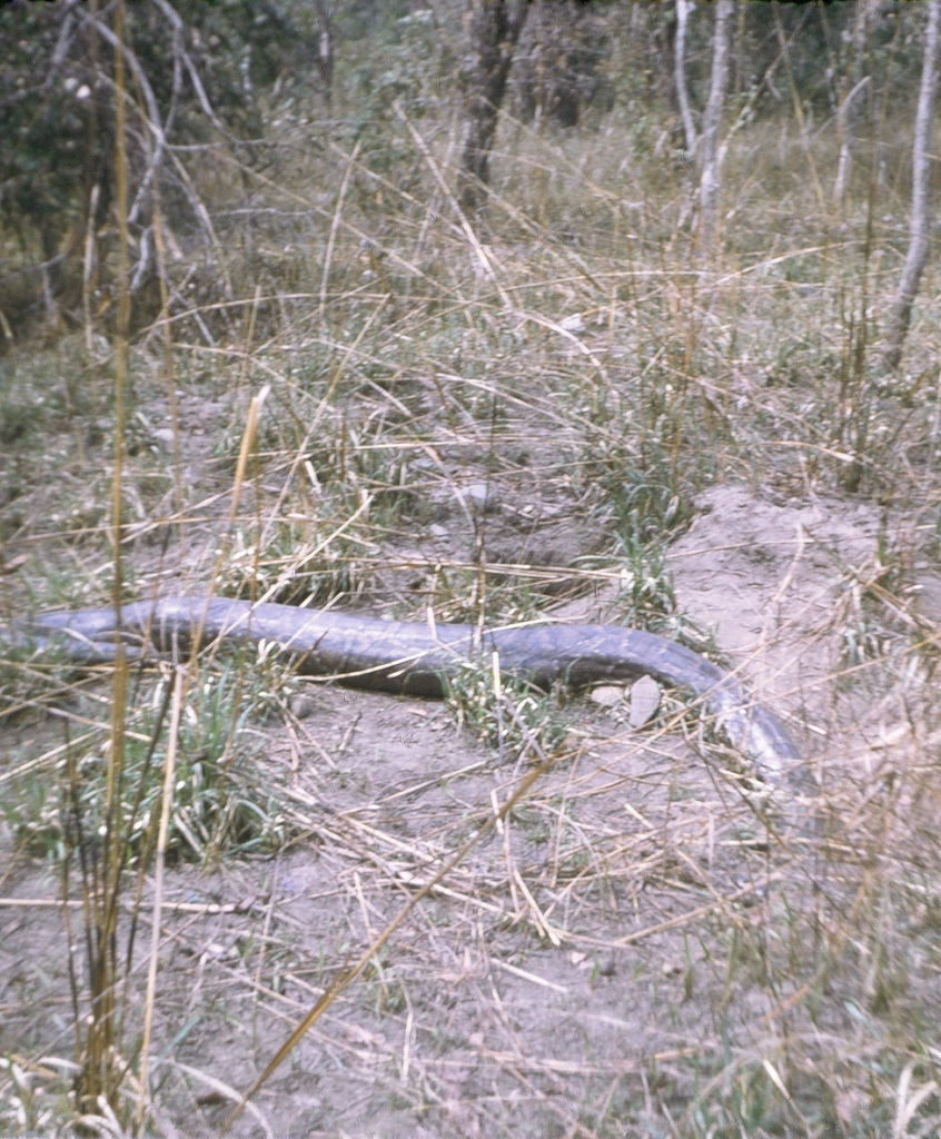 Burmese Python in March 1968 by pgkaestner · iNaturalist