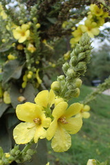 Verbascum