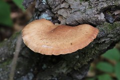 Lentinula edodes