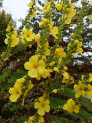 Verbascum