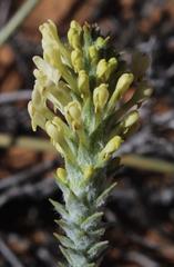 Dischisma leptostachyum