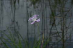 Cleome angulata