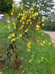 Verbascum