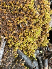 Sphagnum pylaesii
