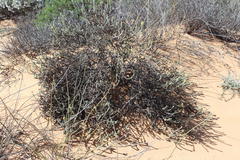 Dischisma leptostachyum