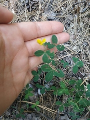 Argyrolobium biebersteinii