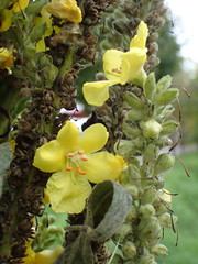 Verbascum