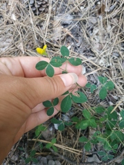 Argyrolobium biebersteinii