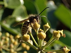 Vespula vulgaris
