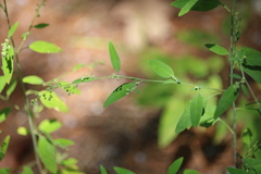Chenopodium standleyanum