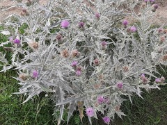 Cirsium argillosum