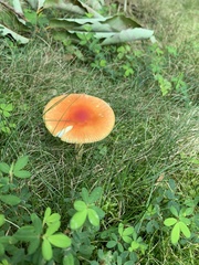 Amanita parcivolvata