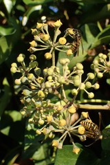 Vespula vulgaris