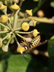 Vespula vulgaris