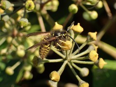 Vespula vulgaris