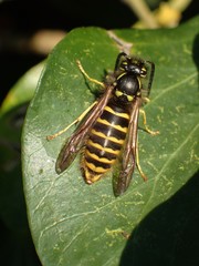 Vespula vulgaris
