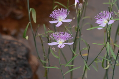 Cleome angulata
