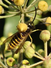 Vespula vulgaris