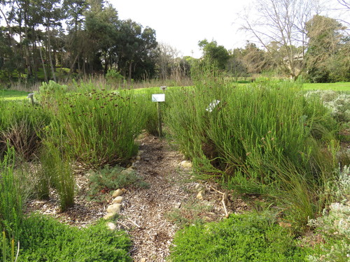 Image of Psoralea fascicularis by (c) Jeremy Gilmore, some rights reserved (CC BY)