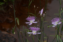 Cleome angulata
