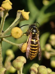 Vespula vulgaris