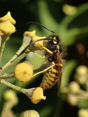 Vespula vulgaris