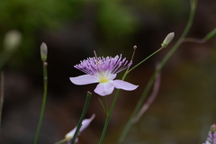 Cleome angulata