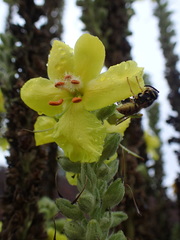 Vespula germanica