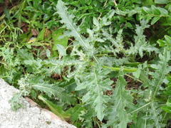 Cirsium arvense arvense