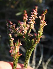 Struthiola salteri