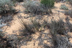 Cladoraphis cyperoides